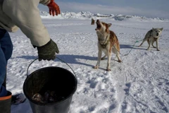 Người dân cho chó ăn thịt hải cẩu ở Qaanaaq, Greenland. (Nguồn: The Washington Post)