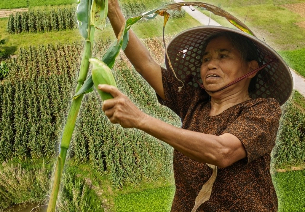 Ngày hội Bắp nếp Cẩm Nam rộn ràng ven sông Thu Bồn tại Đà Nẵng