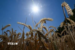 Một cánh đồng lúa mỳ. (Ảnh: AFP/TTXVN)