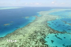 Rạn san hô Great Barrier ở Australia. (Ảnh minh họa: Kyodo/TTXVN)