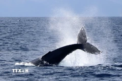 Cá voi ở vùng biển ngoài khơi đảo Amami-Oshima, tỉnh Kagoshima (Nhật Bản). (Ảnh minh họa: Kyodo/TTXVN)