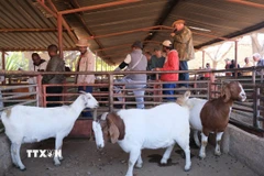 Các cuộc đấu giá gia súc tại chợ Die Ark Veilings diễn ra vào các ngày Thứ Bảy hằng tuần và được điều hành bởi những người đấu giá chuyên nghiệp. (Ảnh: Hồng Minh/TTXVN)