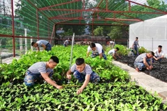 Chiến sỹ Trường Sa chăm sóc cây xanh. (Ảnh: Diệu Thúy/TTXVN)