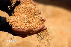 (Ảnh minh họa. THX/TTXVN)