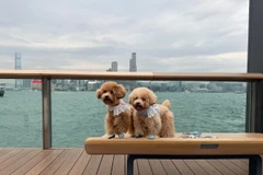 Thú cưng dạo chơi ở khu vực cảng Victoria, Hong Kong (Trung Quốc). (Ảnh: Mạc Luyện/TTXVN)