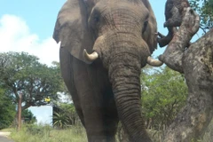 (Nguồn: News Central TV)