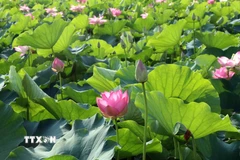 Thời điểm này, đi đến nơi nào ở Ninh Bình đều dễ dàng bắt gặp các đầm sen khoe sắc làm say lòng du khách gần xa. (Ảnh: Thùy Dung/TTXVN)