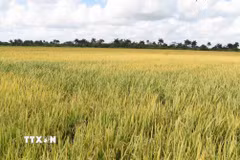 Một cánh đồng lúa tại huyện Los Palacios, tỉnh Pinar del Rio của Cuba. (Ảnh: Việt Hùng/TTXVN)