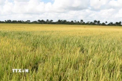 Một cánh đồng lúa tại huyện Los Palacios, tỉnh Pinar del Rio của Cuba. (Ảnh: Việt Hùng/TTXVN)