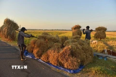 Nông dân thu hoạch lúa trên cánh đồng tại Nagaon, Assam (Ấn Độ). (Ảnh: THX/TTXVN)