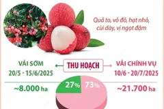 Bắc Giang dự kiến thu hoạch hơn 165.000 tấn vải thiều trong năm 2025