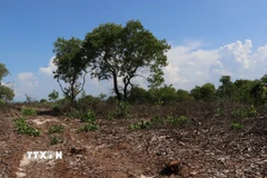 Vụ việc khai thác rừng phòng hộ ven biển diễn ra tại thôn An Lộc, xã Quảng Công (nay là phường Phong Quảng). (Ảnh: Mai Trang/TTXVN)