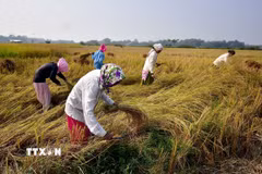 Nông dân thu hoạch lúa trên cánh đồng ở Nagaon (Ấn Độ). (Ảnh: ANI/TTXVN)