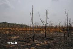 Cháy rừng do hạn hán tại bang Rondonia (Brazil) hồi năm ngoái. (Ảnh: THX/TTXVN)