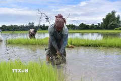 Nông dân cấy lúa trên cánh đồng ở Nagaon, bang Assam (Ấn Độ). (Ảnh: THX/TTXVN)