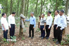 Đại sứ Nguyễn Minh Vũ (thứ ba, trái) thăm vườn cao su của Công ty Trách nhiệm Hữu hạn Phát triển Cao su Hoàng Anh Mang Yang K thuộc Tập đoàn Công nghiệp cao su Việt Nam, trên địa bàn tỉnh Ratanakiri (Campuchia). (Ảnh: Huỳnh Thảo/TTXVN)