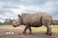 Tê giác trắng. (Ảnh: THX/TTXVN)