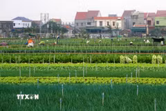 Một khu vực ở xã Minh Lương, huyện Quỳnh Lưu, (tỉnh Nghệ An). (Ảnh: Văn Tý/TTXVN)