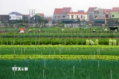 Một khu vực ở xã Minh Lương, huyện Quỳnh Lưu, (tỉnh Nghệ An). (Ảnh: Văn Tý/TTXVN)