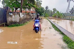 Ảnh minh họa. (Ảnh: THX/TTXVN)