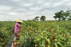 Ảnh minh họa. (Ảnh: TTXVN phát)