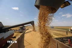 Thu hoạch lúa mỳ trong nông trại ở làng Tersky, gần Stavropol (Nga). (Ảnh: Bloomberg/TTXVN)