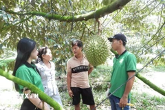 Thành viên Hợp tác xã sầu riêng Bàu Đồn (Tây Ninh) trao đổi kinh nghiệm canh tác sầu riêng. (Ảnh: Thanh Tân/TTXVN)