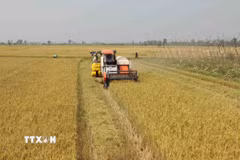Thu hoạc lúa tại tỉnh An Giang. (Ảnh: Vũ Sinh/TTXVN)
