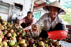 Ảnh minh họa. (Ảnh: Hồng Đạt/TTXVN)