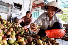 Ảnh minh họa. (Ảnh: Hồng Đạt/TTXVN)