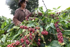 Thu hoạch càphê ở Gia Lai. (Ảnh: Vũ Sinh/TTXVN)
