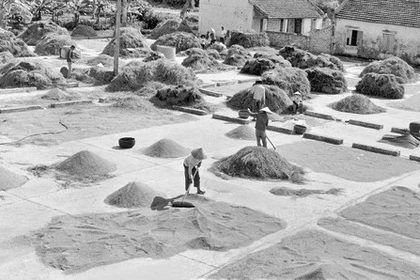 Ngày mùa trên sân kho hợp tác xã An Lâm, tỉnh Hải Hưng (nay là Hưng Yên và Hải Dương năm 1992). (Ảnh: Trung Dung/TTXVN)