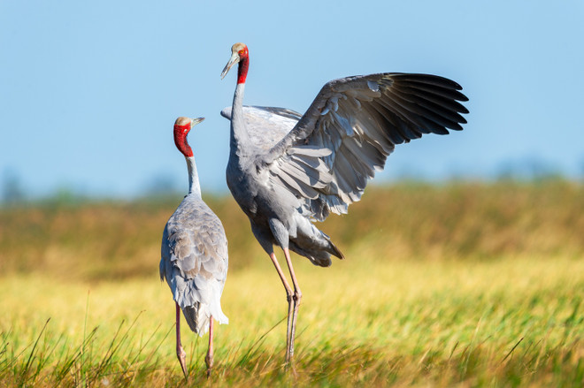 Danse d'introduction d'un couple de grues orientales à couronne rouge dans un champ de roseaux à Anlung Pring, Kampot, Cambodge. (Photo : Nguyen Truong Sinh) 4-anlung-pring-kampot-campuchia.jpg