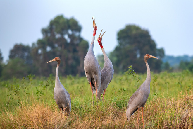 Le chant résonnant d'une famille de grues orientales à couronne rouge résonnant dans les champs sauvages du parc national de Tram Chim, pris dans la zone A4 du parc national de Tram Chim en 2018. (Photo : Nguyen Truong Sinh) 6-vqg-tra-cm-chim-tam-no-eng-eo-e-cng-tha-up-vie-u-et-nam.jpg