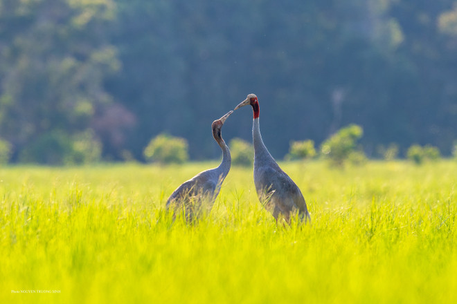 La mère et les petits de la grue souhaitent retourner au parc national de Tram Chim, où de nombreuses générations de grues ont élu domicile. (Photo : Nguyen Truong Sinh) 5-vqg-tra-cm-chim-tam-no-eng-eo-e-cng-tha-up-vie-u-et-nam.jpg