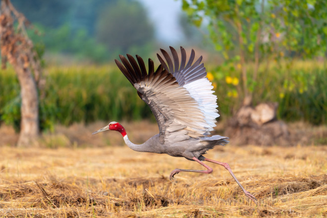 Une grue antigone indienne s'envole au-dessus d'une rizière après récolte dans les zones humides de Dhanauri, dans l'Uttar Pradesh, au nord de l'Inde. (Photo : Nguyen Truong Sinh) 08-dhanauri-wetlands-uttar-pradesh-india.jpg