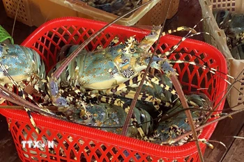 Tôm hùm. (Ảnh: Tường Quân/TTXVN)