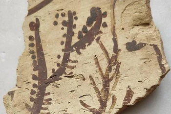 Các họa tiết thực vật từ một cuộc khai quật tại Arpachiyah (Iraq), hiện đang được lưu giữ tại Bảo tàng Anh. (Ảnh của Giáo sư Yosef Garfinkel)