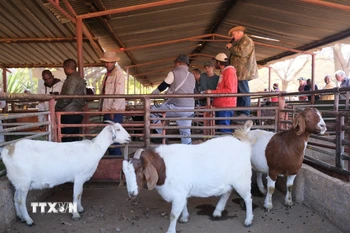 Các cuộc đấu giá gia súc tại chợ Die Ark Veilings diễn ra vào các ngày Thứ Bảy hằng tuần và được điều hành bởi những người đấu giá chuyên nghiệp. (Ảnh: Hồng Minh/TTXVN)