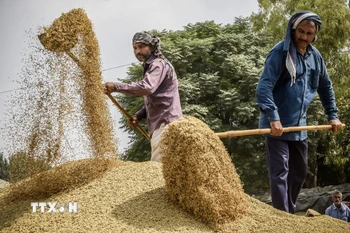 Nông dân tách vỏ trấu khỏi hạt gạo ở Amritsar (Ấn Độ). (Ảnh: AFP/TTXVN)