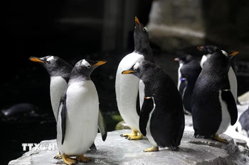 Chim cánh cụt Adelie. (Ảnh: AFP/TTXVN)