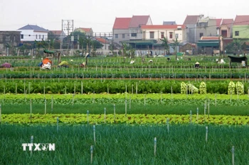 Một khu vực ở xã Minh Lương, huyện Quỳnh Lưu, (tỉnh Nghệ An). (Ảnh: Văn Tý/TTXVN)