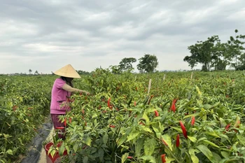 Ảnh minh họa. (Ảnh: TTXVN phát)