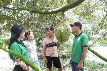 Thành viên Hợp tác xã sầu riêng Bàu Đồn (Tây Ninh) trao đổi kinh nghiệm canh tác sầu riêng. (Ảnh: Thanh Tân/TTXVN)
