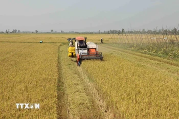 Sản xuất lúa gạo ở tỉnh An Giang. (Ảnh: Vũ Sinh/TTXVN)