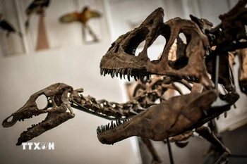 Ảnh minh họa. (Ảnh: AFP/TTXVN)