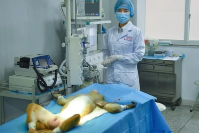 Các nhà khoa học Trung Quốc đã ghép thành công các mạch máu được sản xuất từ máy in 3D lên khỉ thí nghiệm. (Nguồn: CNN)