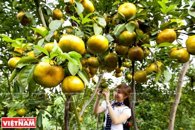 [Photo] Tour trải nghiệm miệt vườn Đồng bằng sông Cửu Long