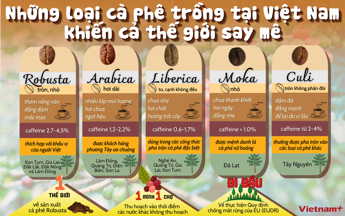 Caphe Những loại càphê trồng tại Việt Nam khiến cả thế giới say mê | Vietnam+ ...