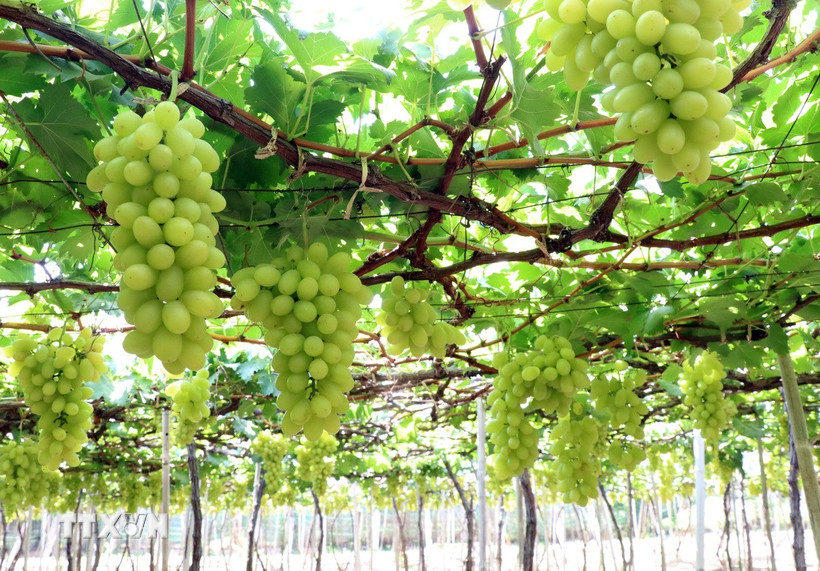 Nho xanh của vườn nho Trí Hà (ở xã Nhơn Sơn, huyện Ninh Sơn) sản xuất theo hướng hữu cơ, được cấp mã số vùng trồng năm 2023. (Ảnh: Công Thử/TTXVN)